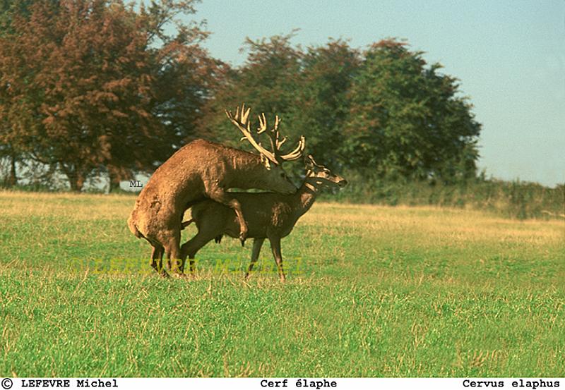 213 Cerf élaphe.jpg - Cerf élaphe - Cervus elaphus - Ardennes